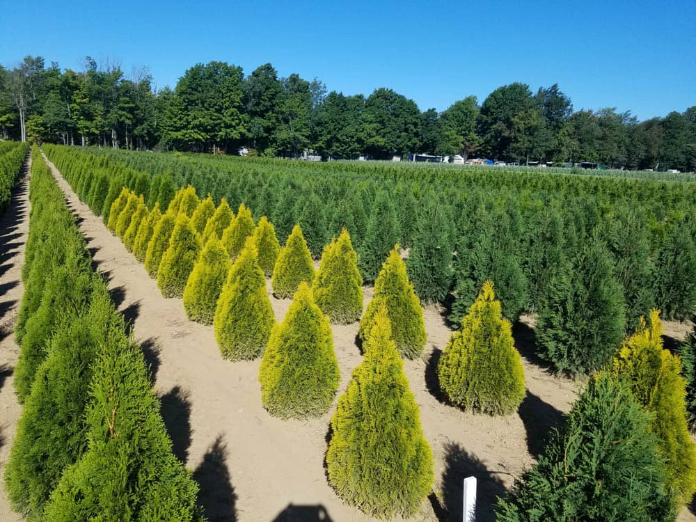 Thuja Janed Gold Kolar 8 16Web