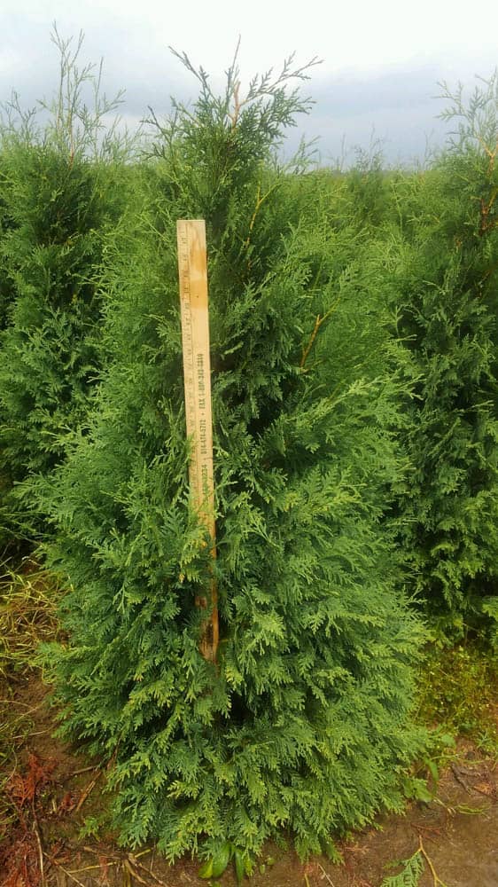 Thuja Nigra 4ft w stick 3Web