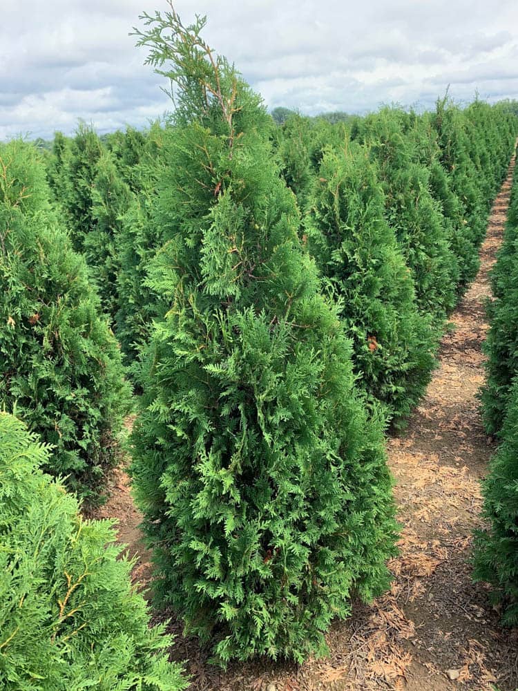 Thuja Nigra 5ft block 7 18 22Web