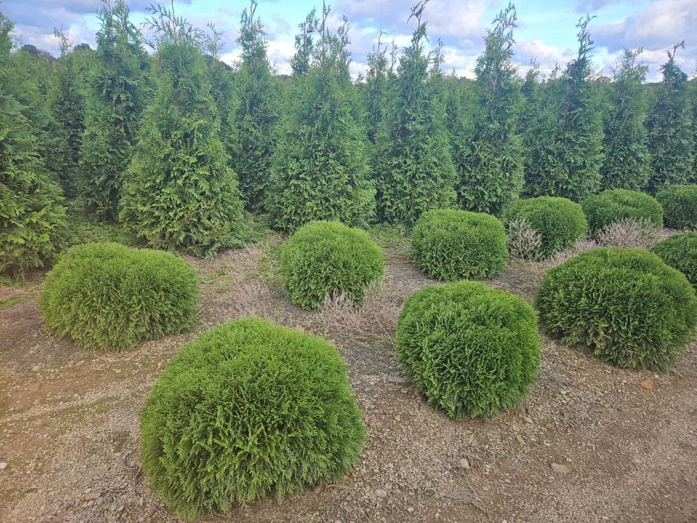 Thuja occ. DanicaWeb