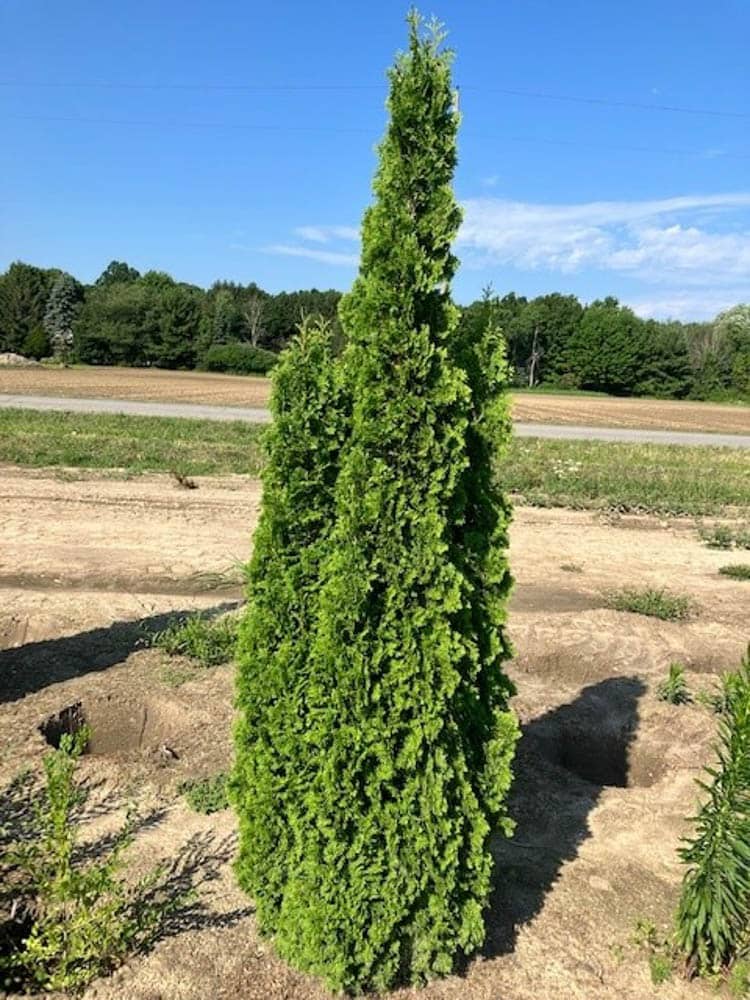 Thuja occ. Degroots Spire 2Web