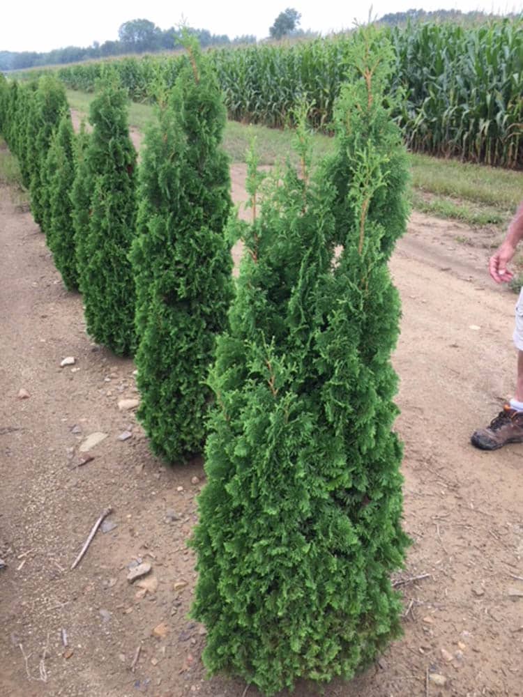 Thuja occ. Degroots SpireWeb