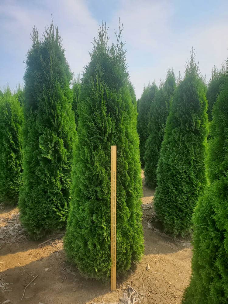 Thuja occ. Emerald 2Web