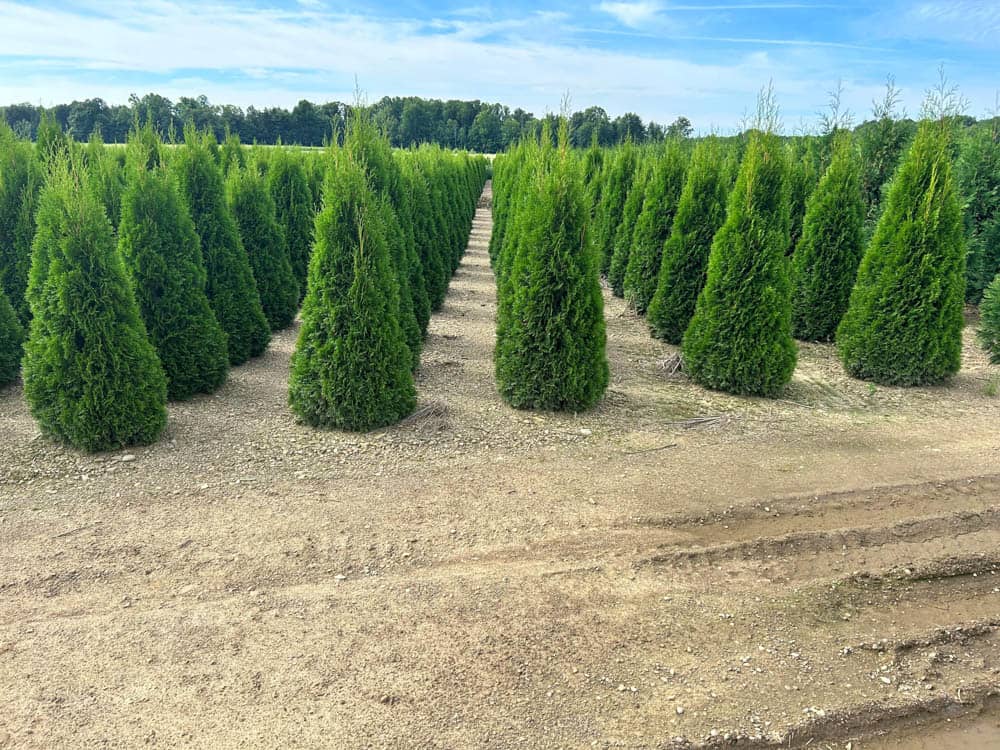 Thuja occ. EmeraldWeb