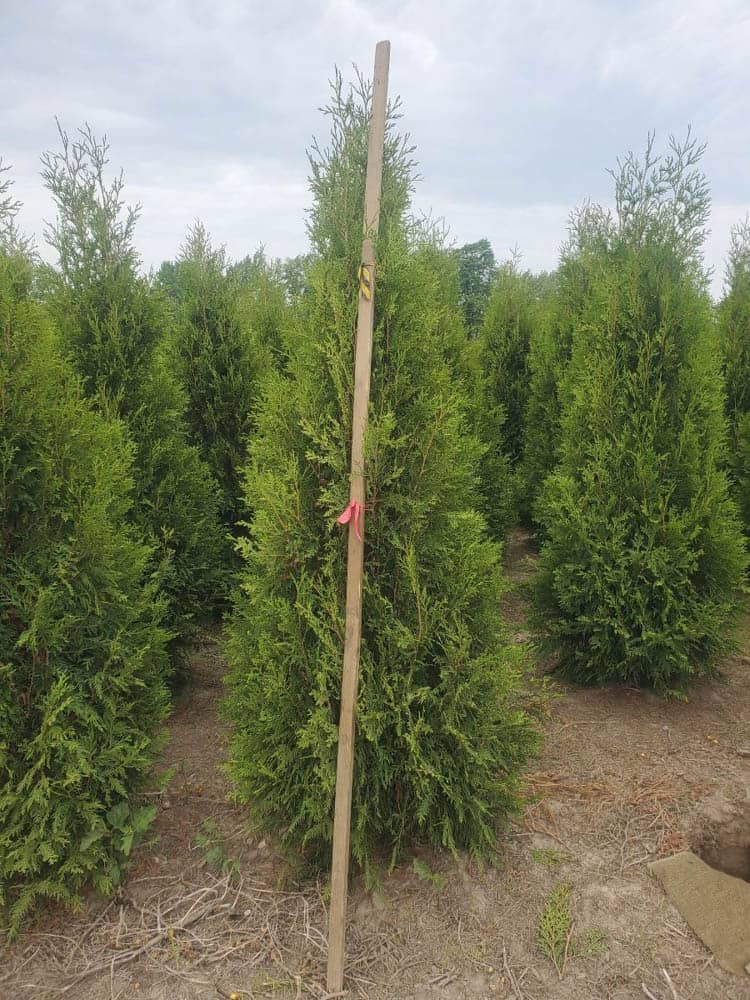 Thuja occ. FairviewWeb