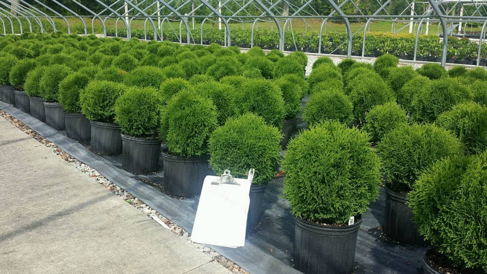 Thuja occ. Hetz Midget 3g 2Web