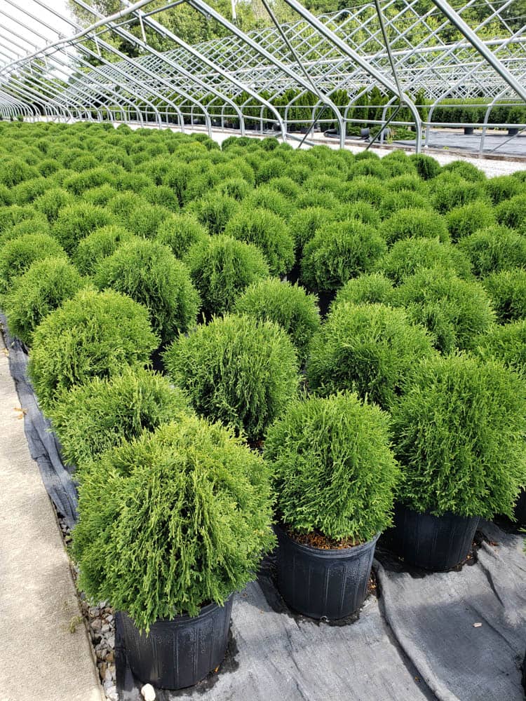 Thuja occ. Hetz Midget 3gWeb