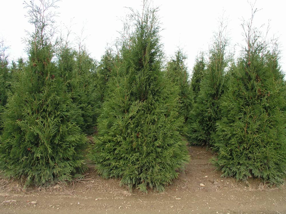 Thuja occ. Hetzs WinterGreenWeb