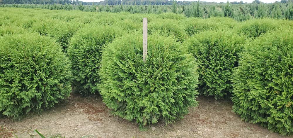 Thuja occ. WoodwardiWeb