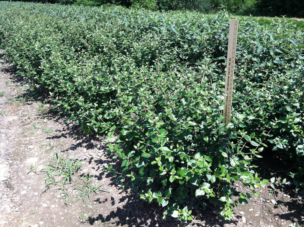 Viburnum BurkwoodiWeb