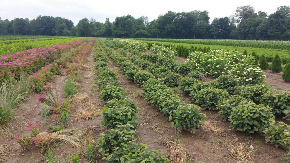 Viburnum Carlesi 2Web