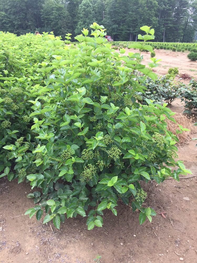 Viburnum Chicago LustreWeb