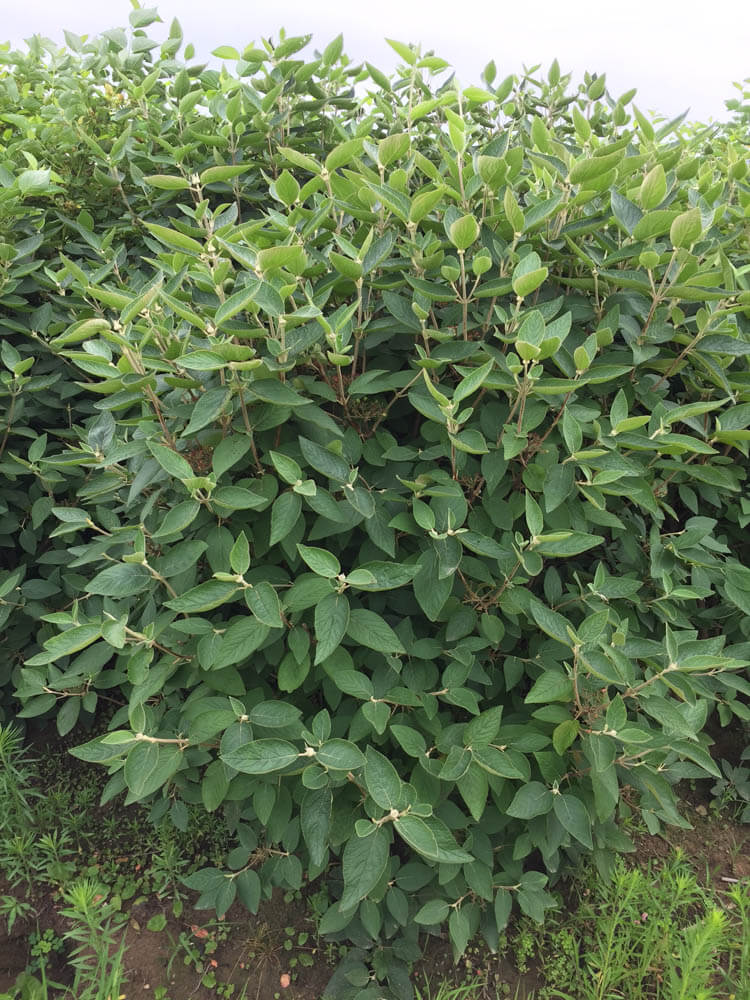 Viburnum MohicanWeb