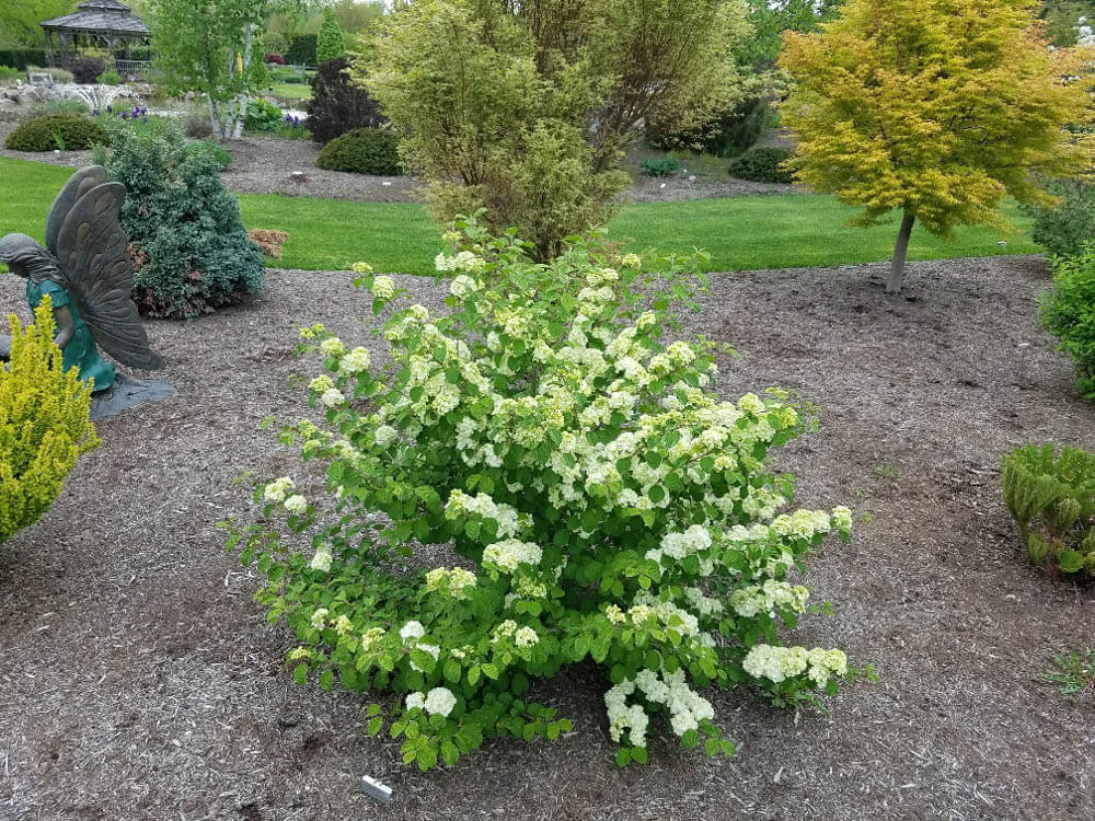 Viburnum PopcornWeb