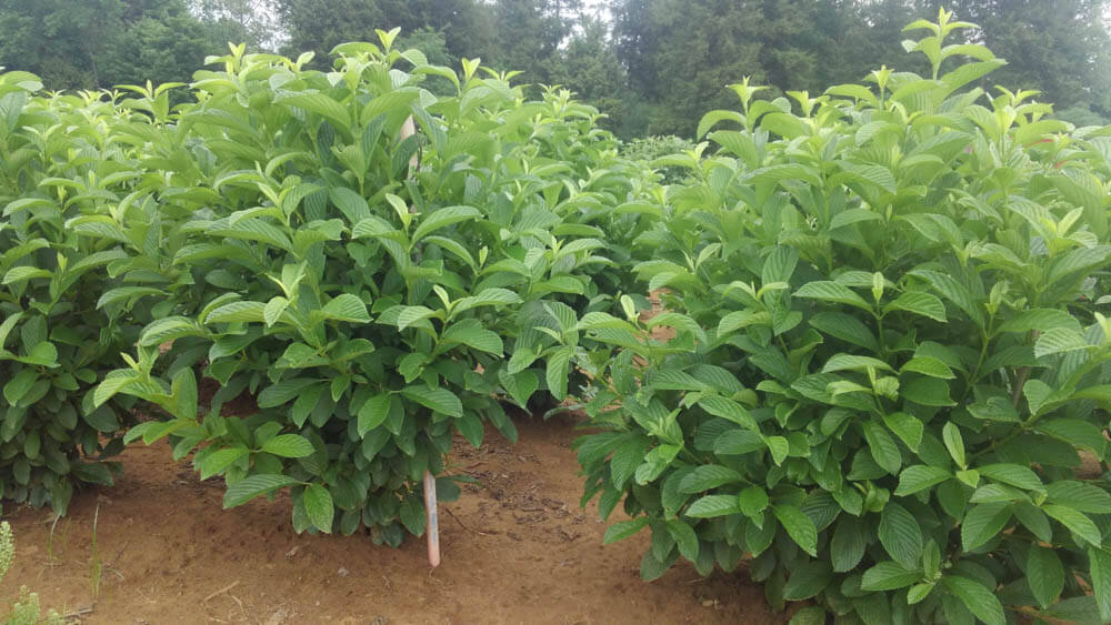 Viburnum SenecaWeb