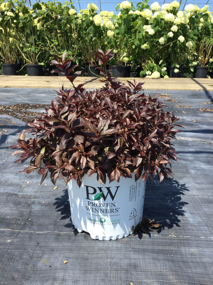 Weigela Midnight WineWeb