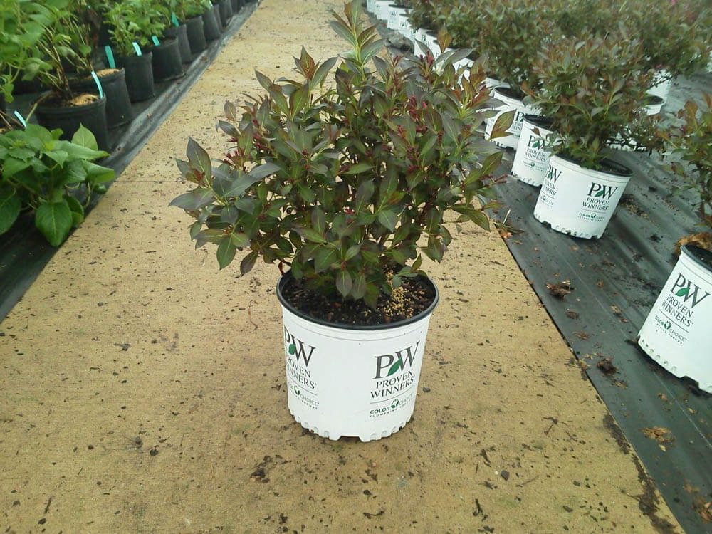 Weigela Wine RosesWeb