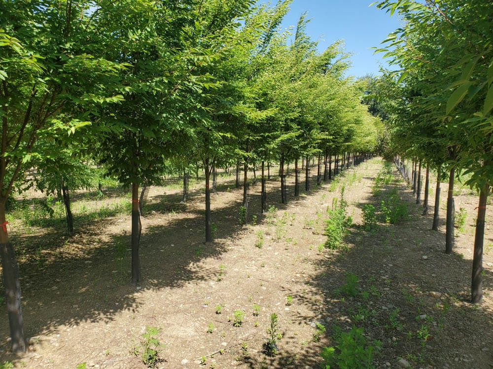 Zelkova Green VaseWeb