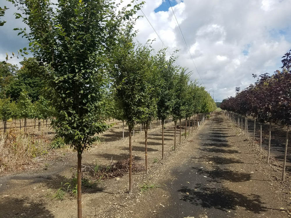 Zelkova MusashinoWeb