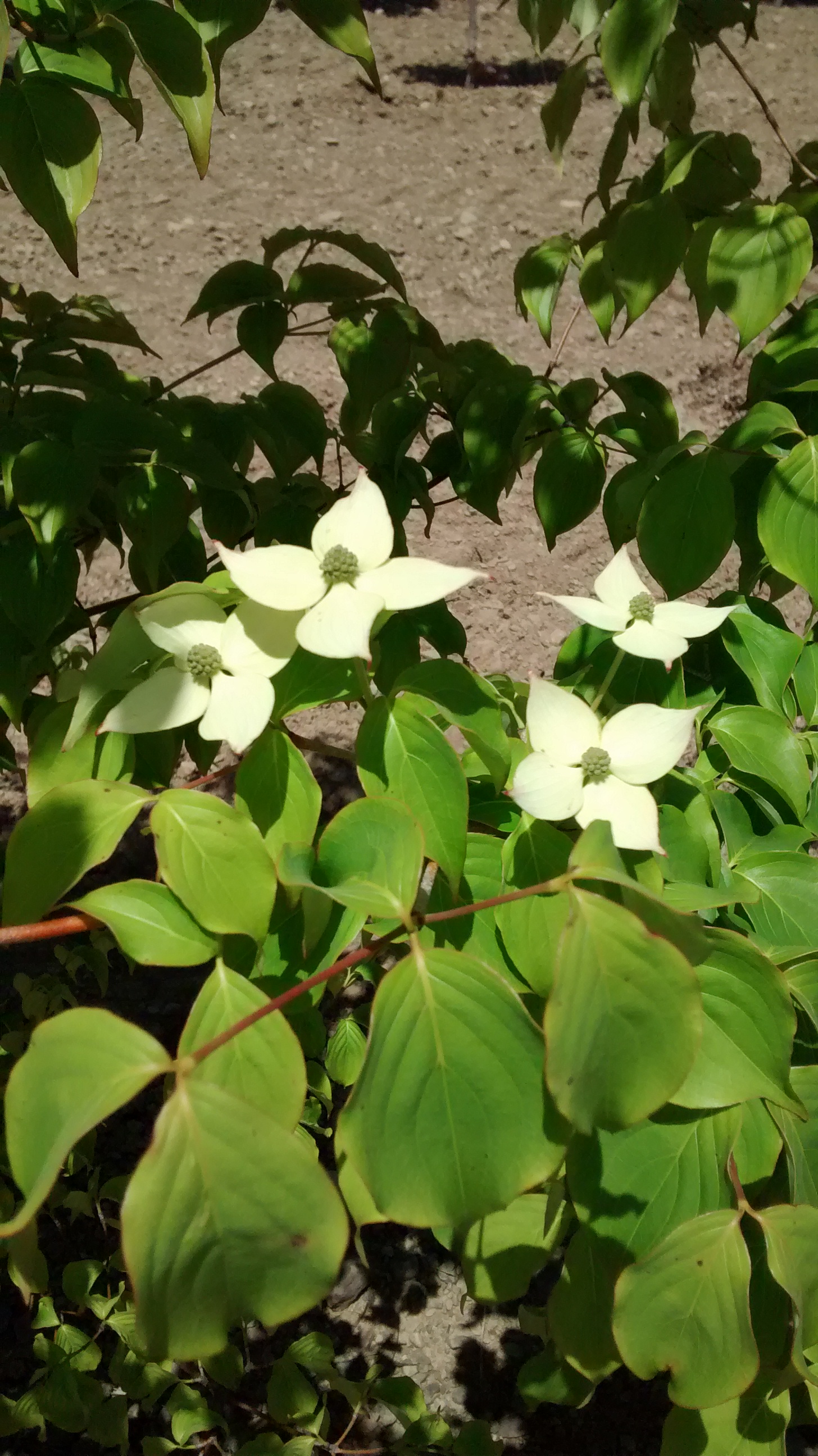 Cornus Kousa flower 6 14