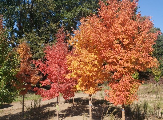 Acer Triflorum