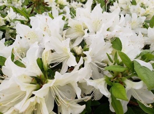 Azalea Cascade