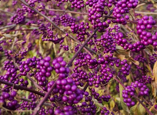 Callicarpa Early Amethyst