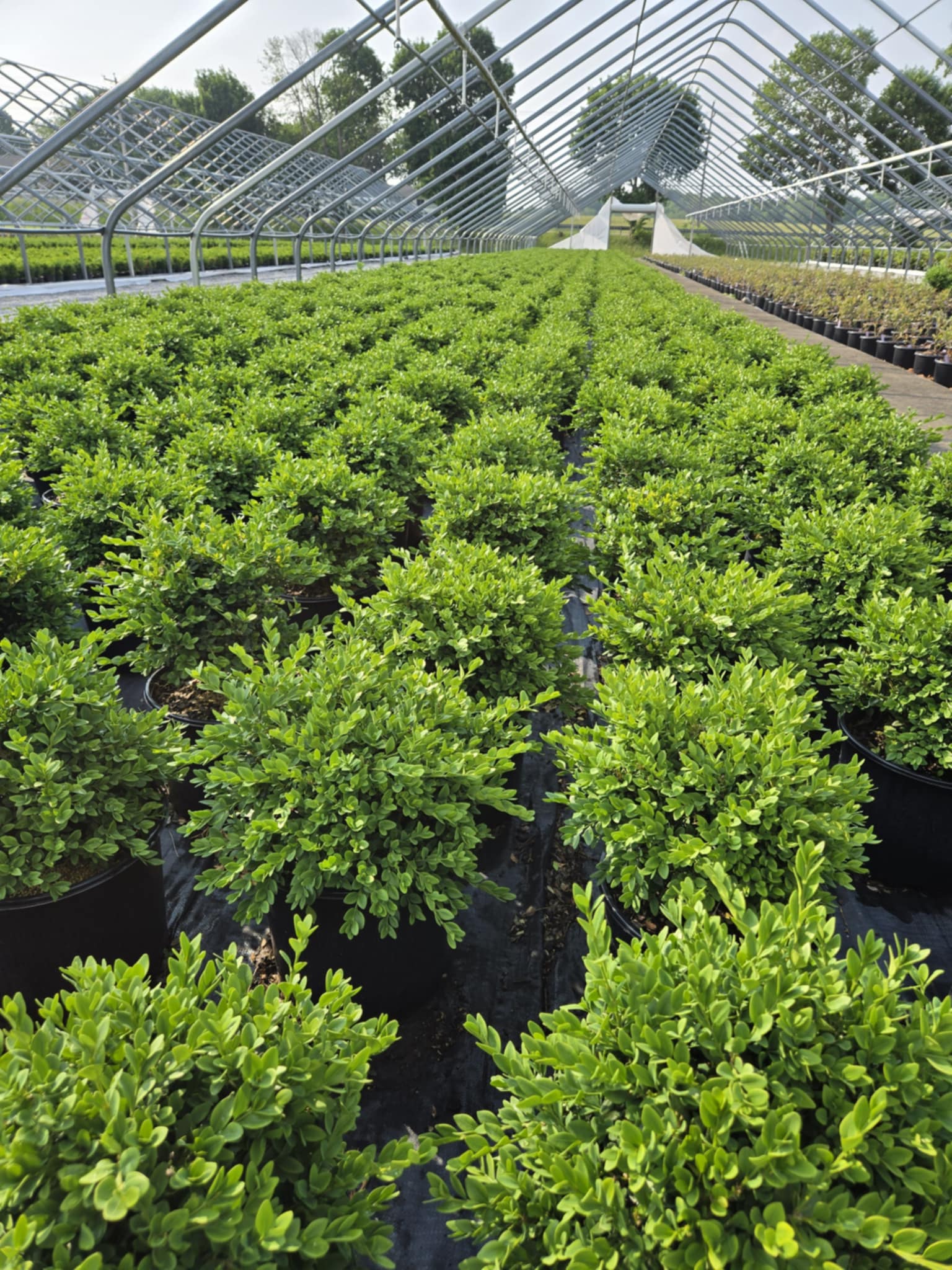 3g Bux Green Velvet 6.12.25