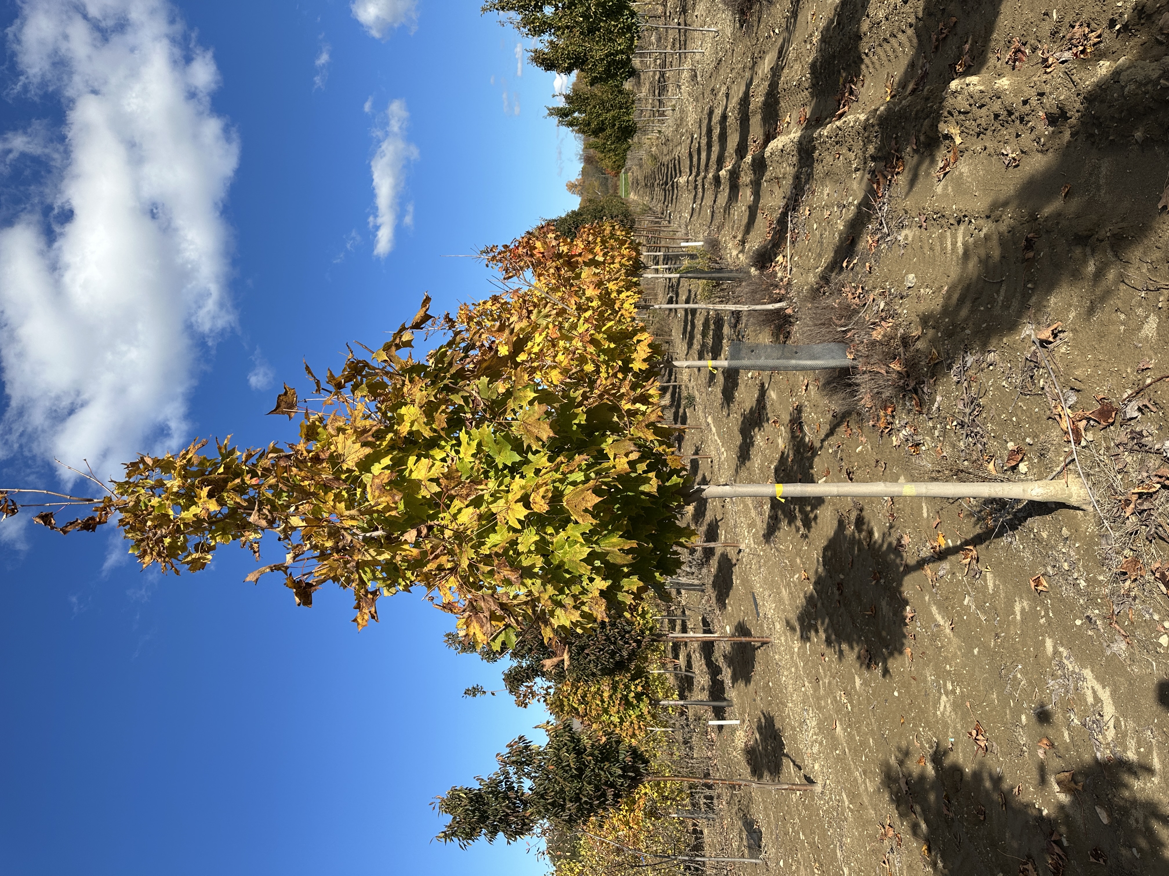 Acer Green Mountain 2in 10 29 25