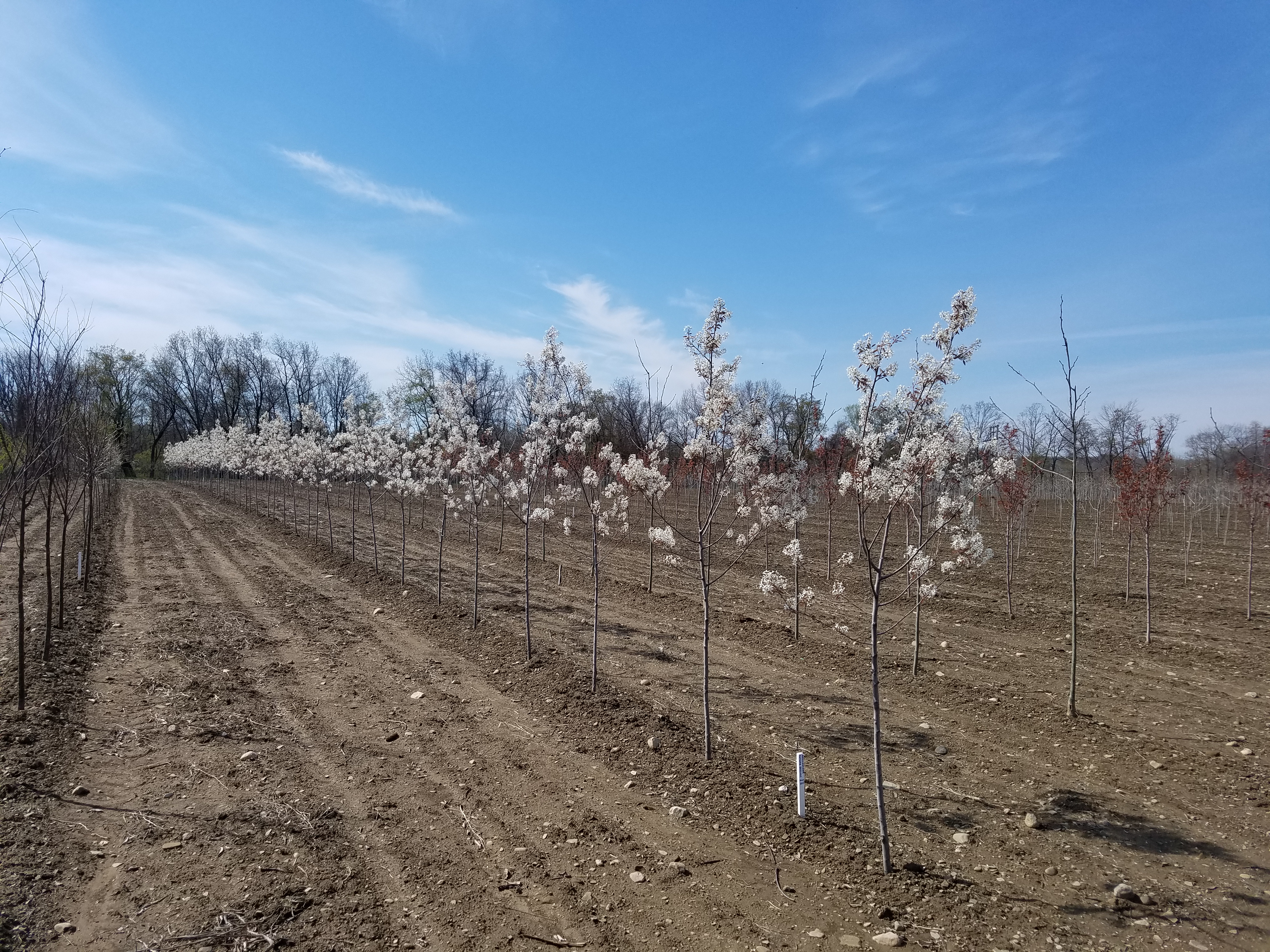 Amelanchier Autumn Brilliance trees 5 16