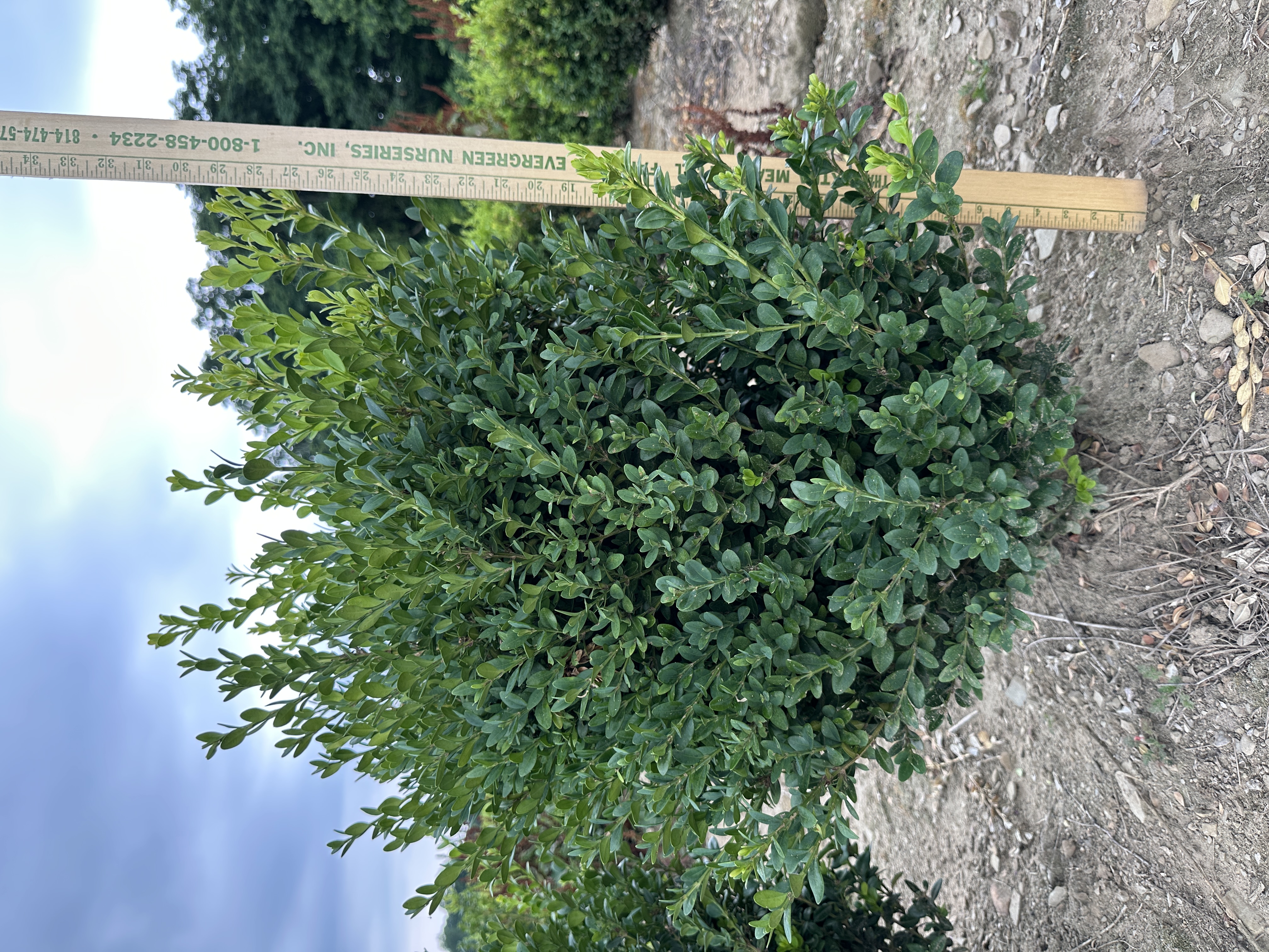Buxus GMC 2ft 7.9.25