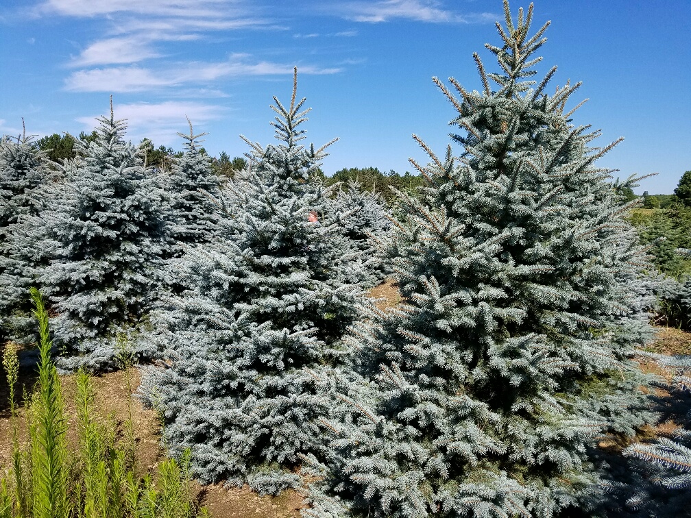 Colorado Blue Spruce Picea Pungens 7ft 7 16