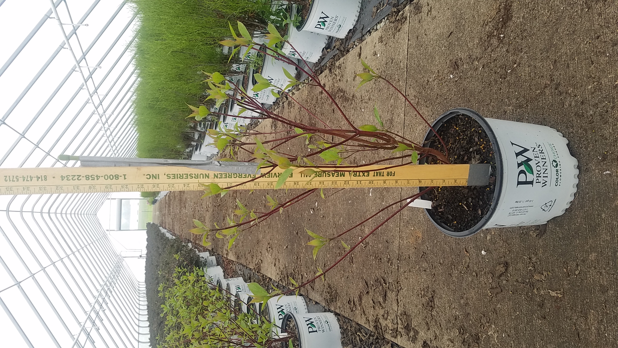 Cornus Arctic Fire 3g wStick 5 4 19