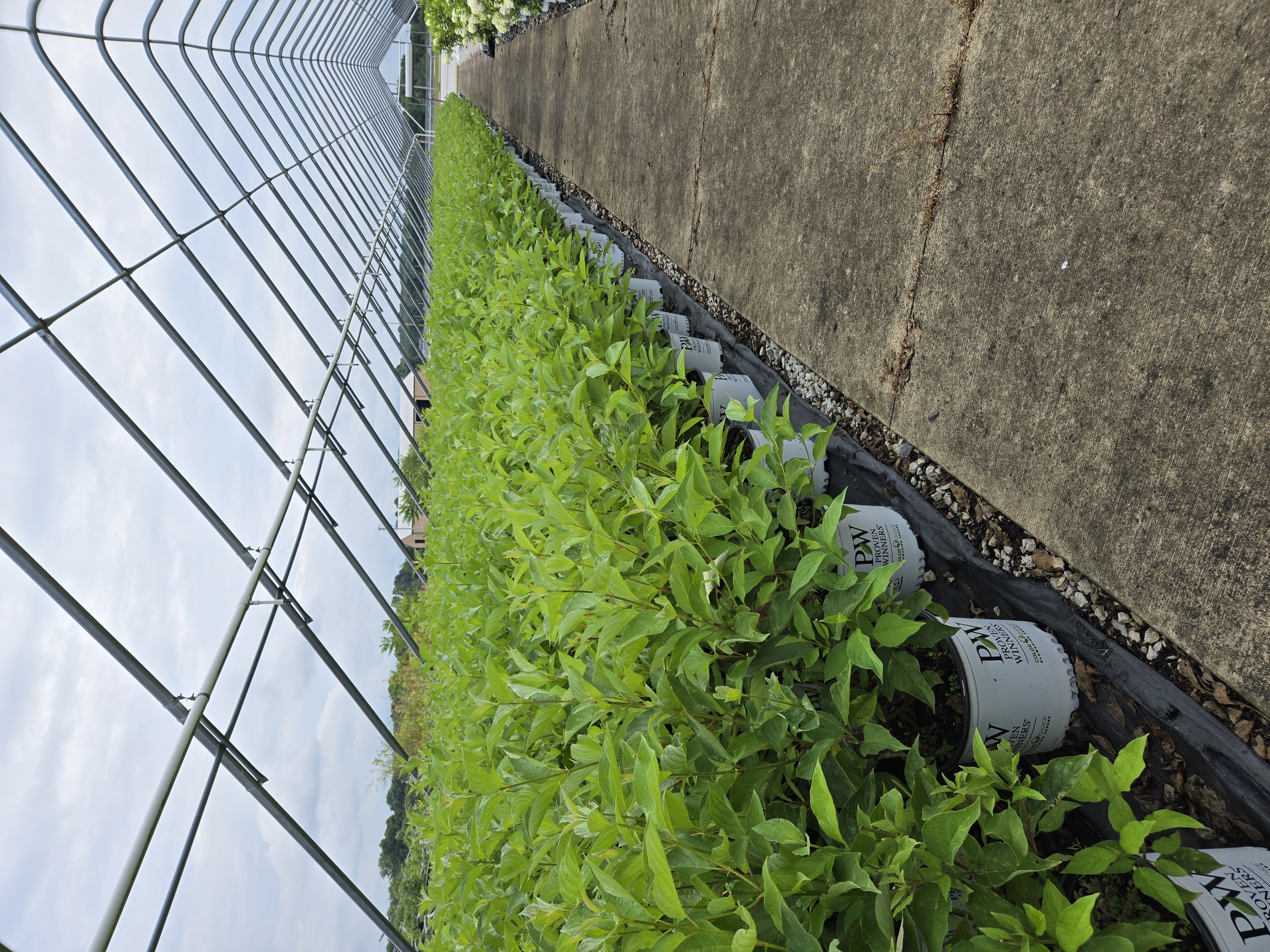 Cornus Arctic Fire 7 25 25