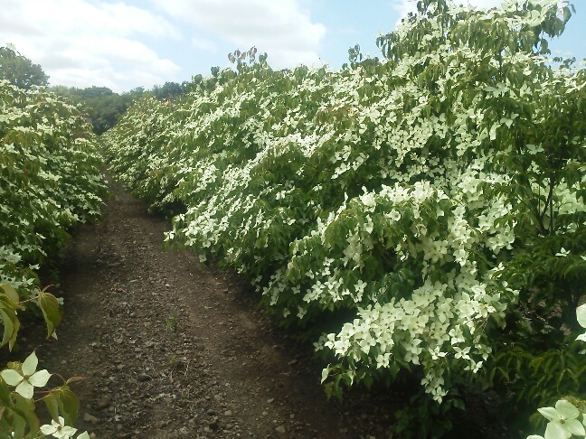 Cornus Kousa in bloom 6 14