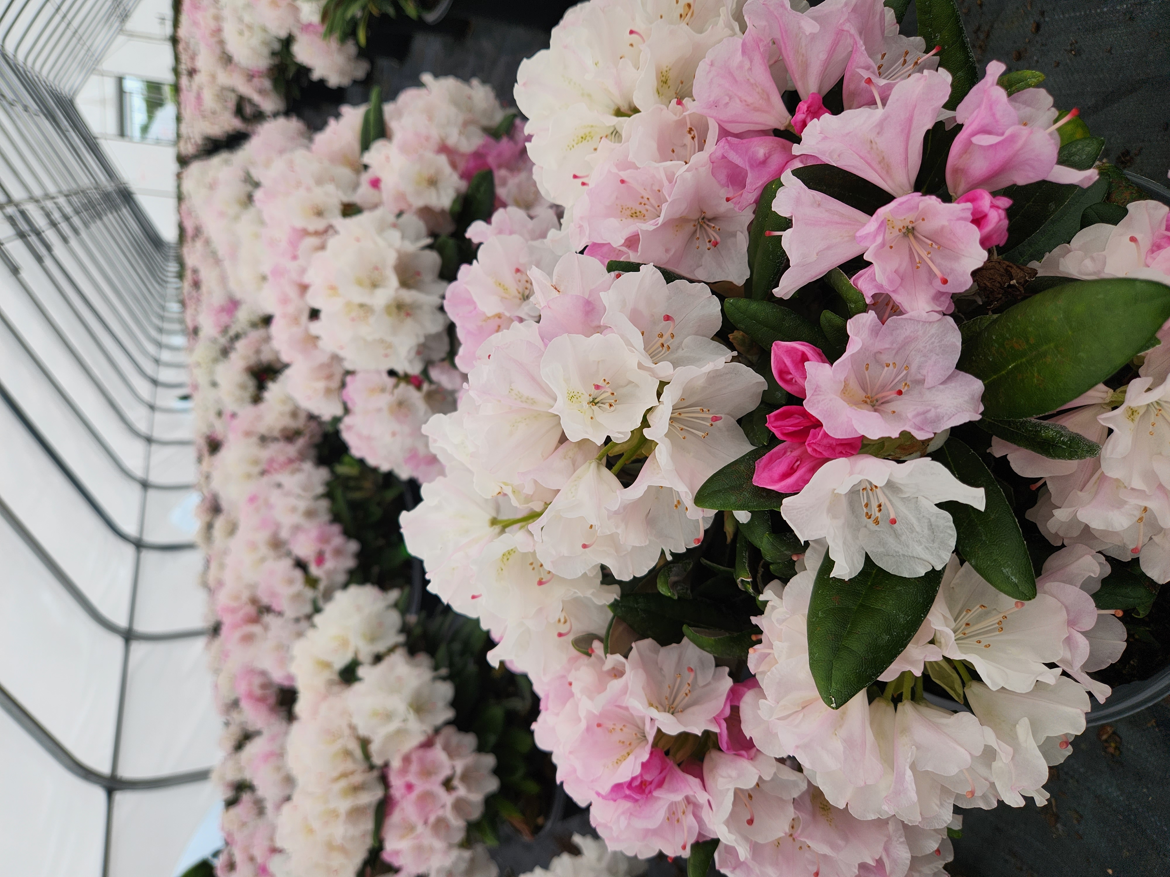 Crete Blooming 04 30 24