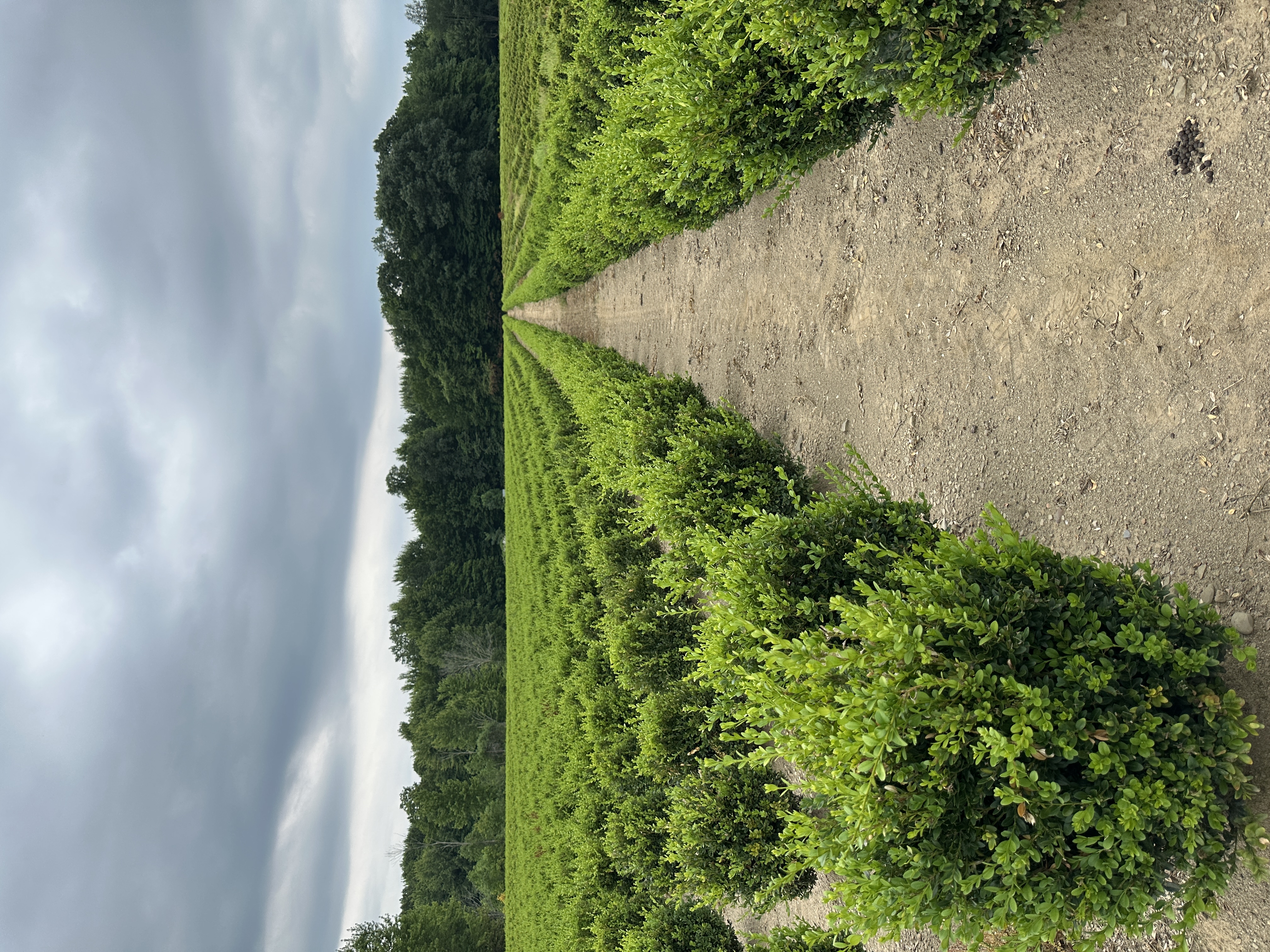 Drury Buxus GMC 7.9.25