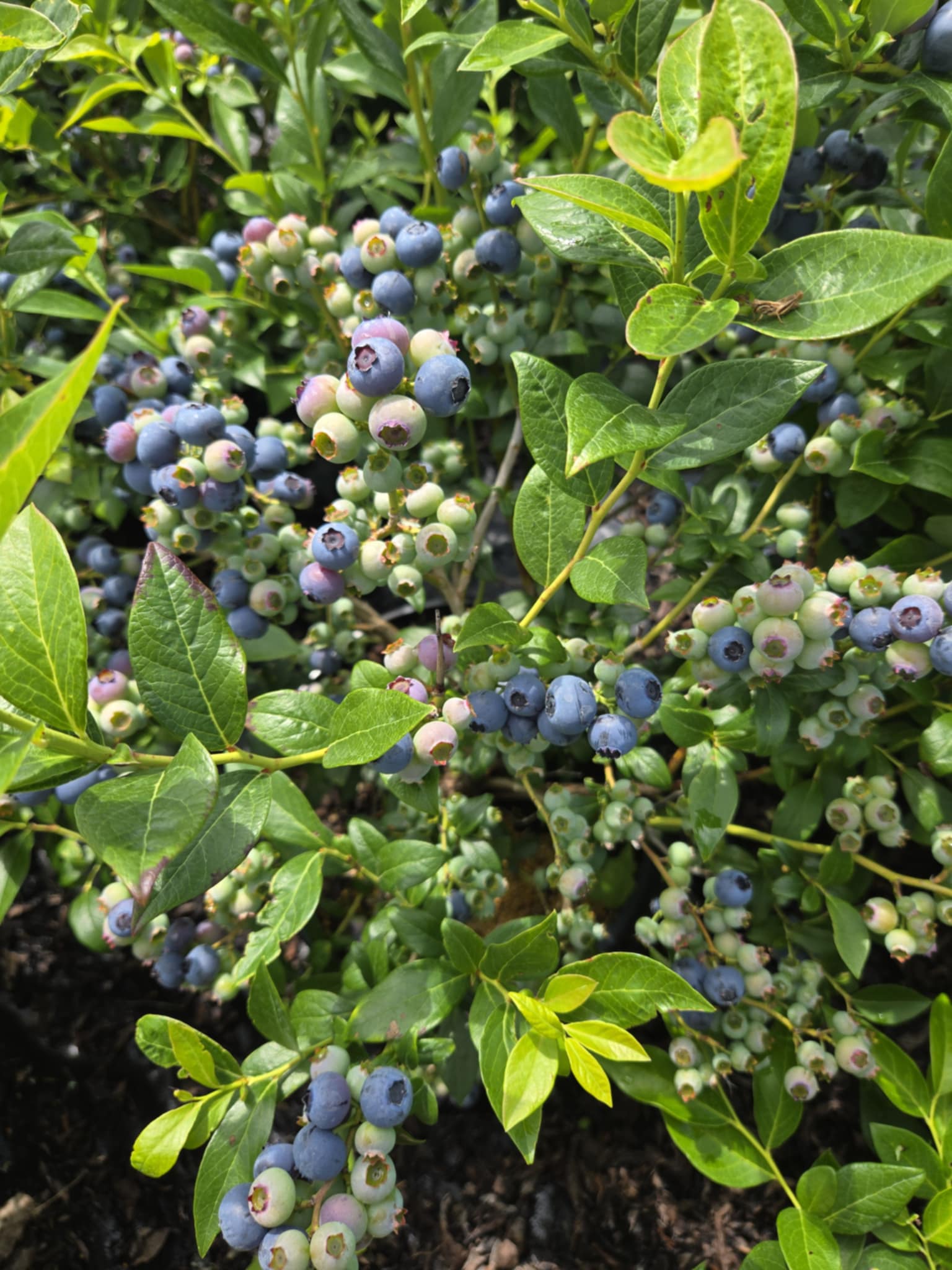 Duke Blueberry 7.9.25