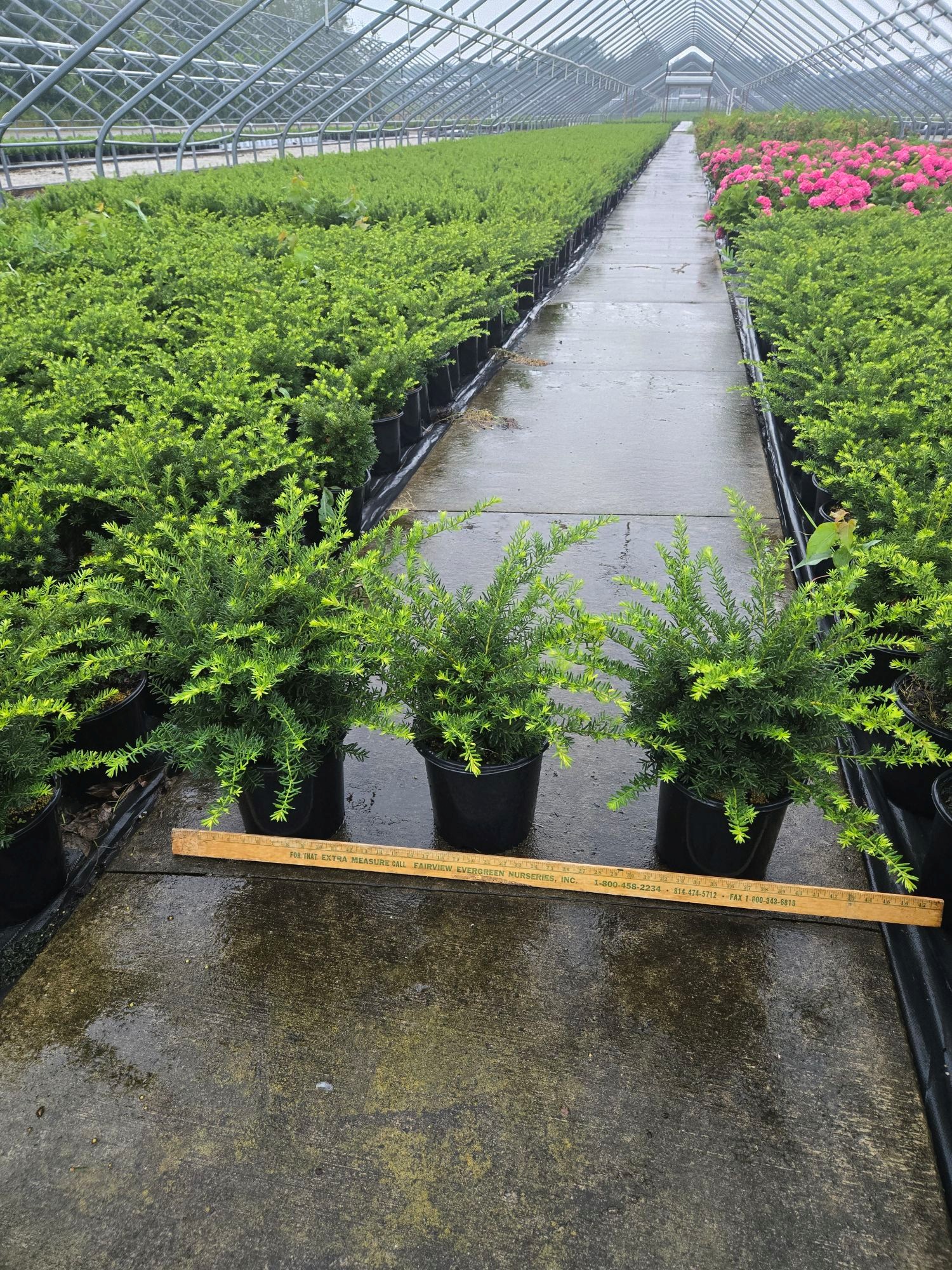 Everlow 2g House 7 31 25