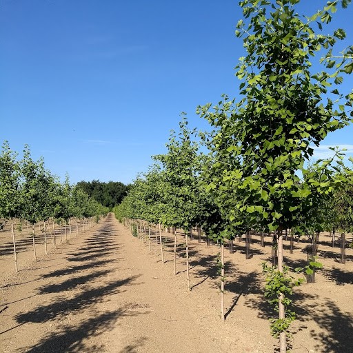 Ginkgo Row 7 12 18