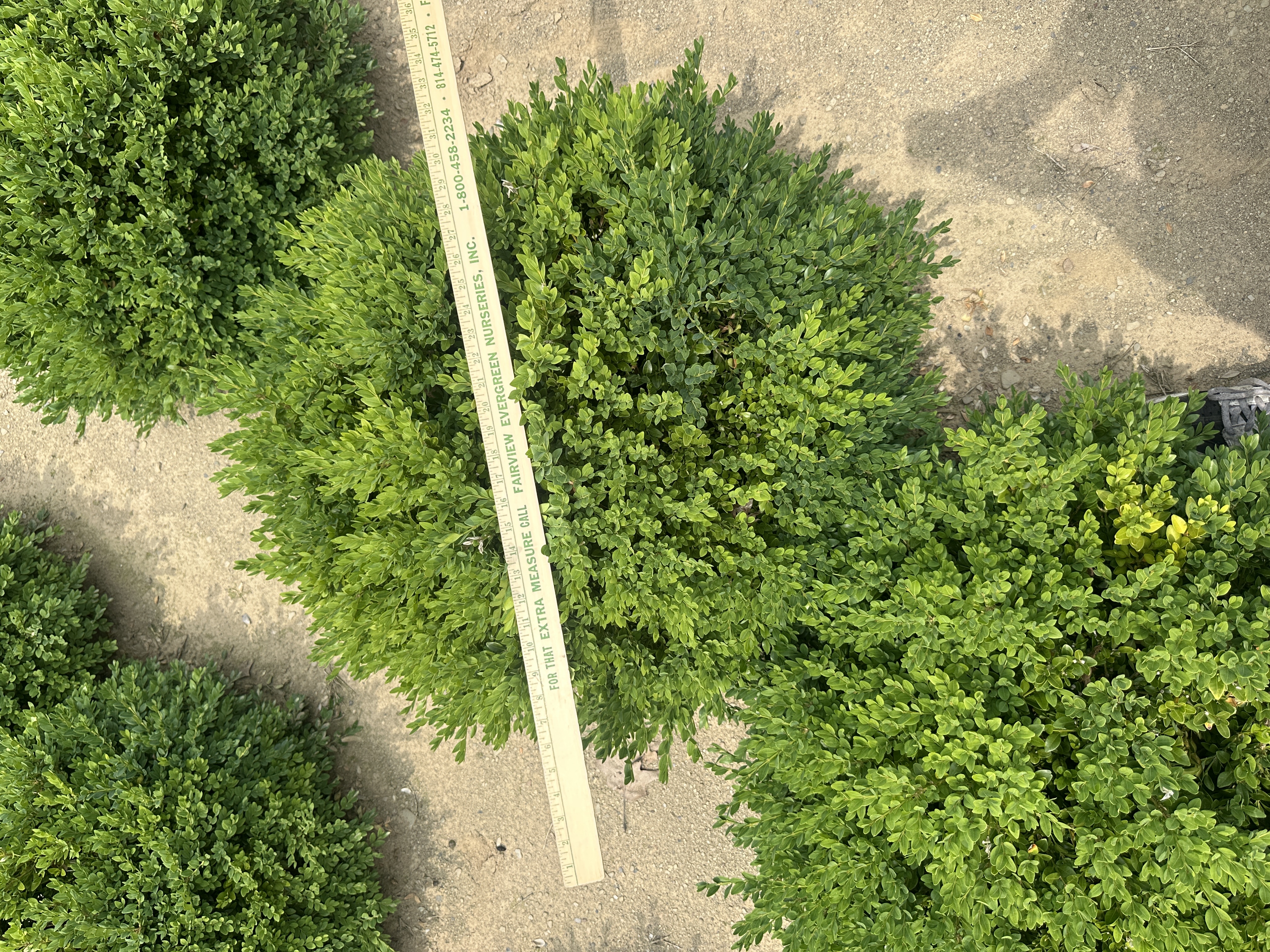 Green Velvet 2ft 7.9.25 2