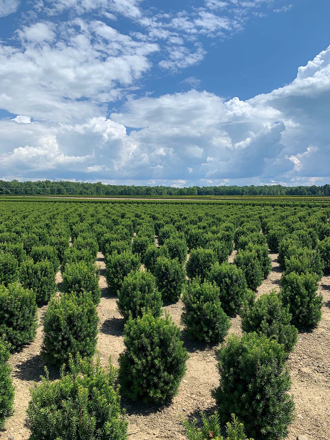 Hicksi block on Steel DViz 6 19 20