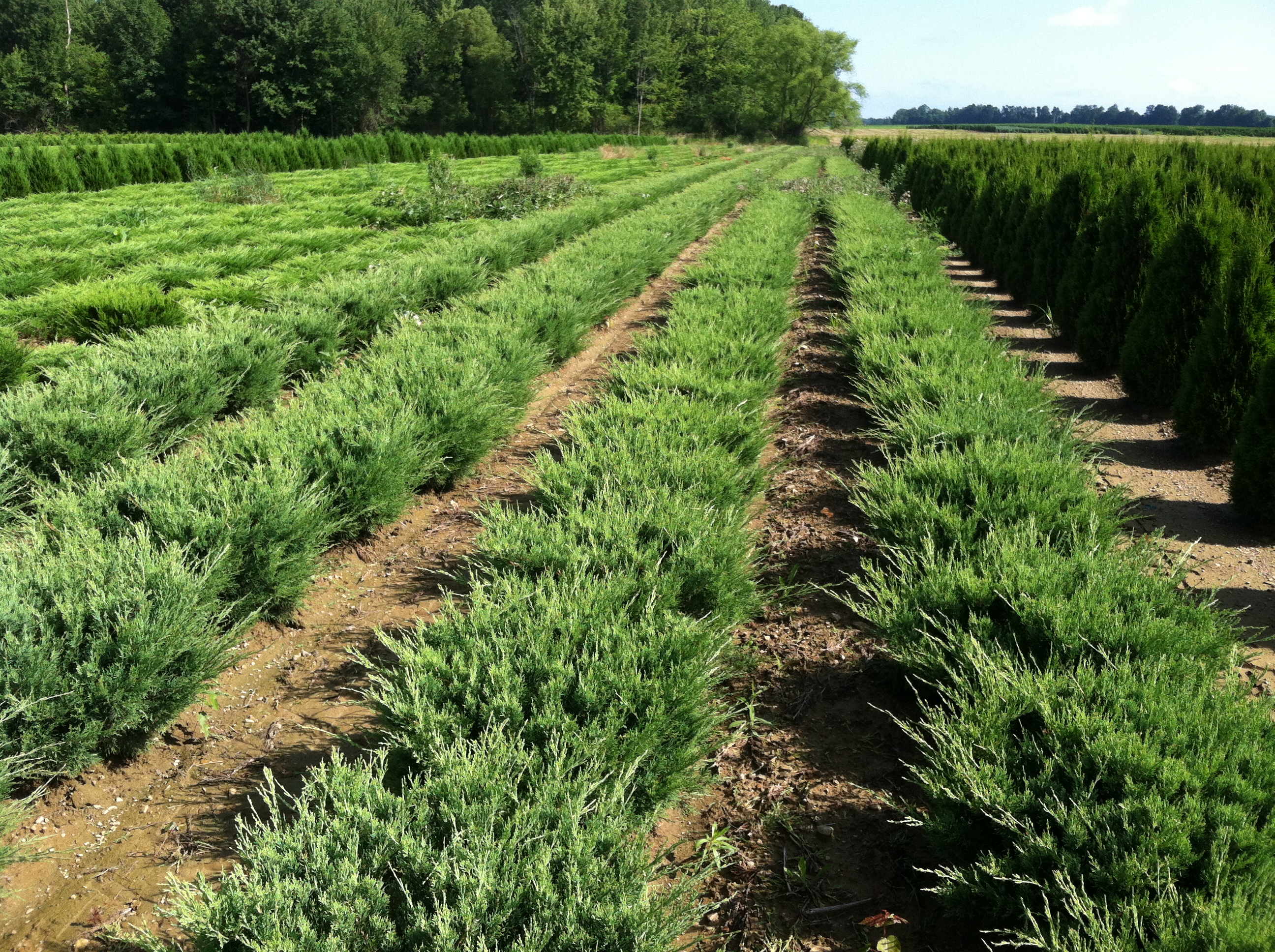 Jun Glauca Hetzi 2ft 7 13