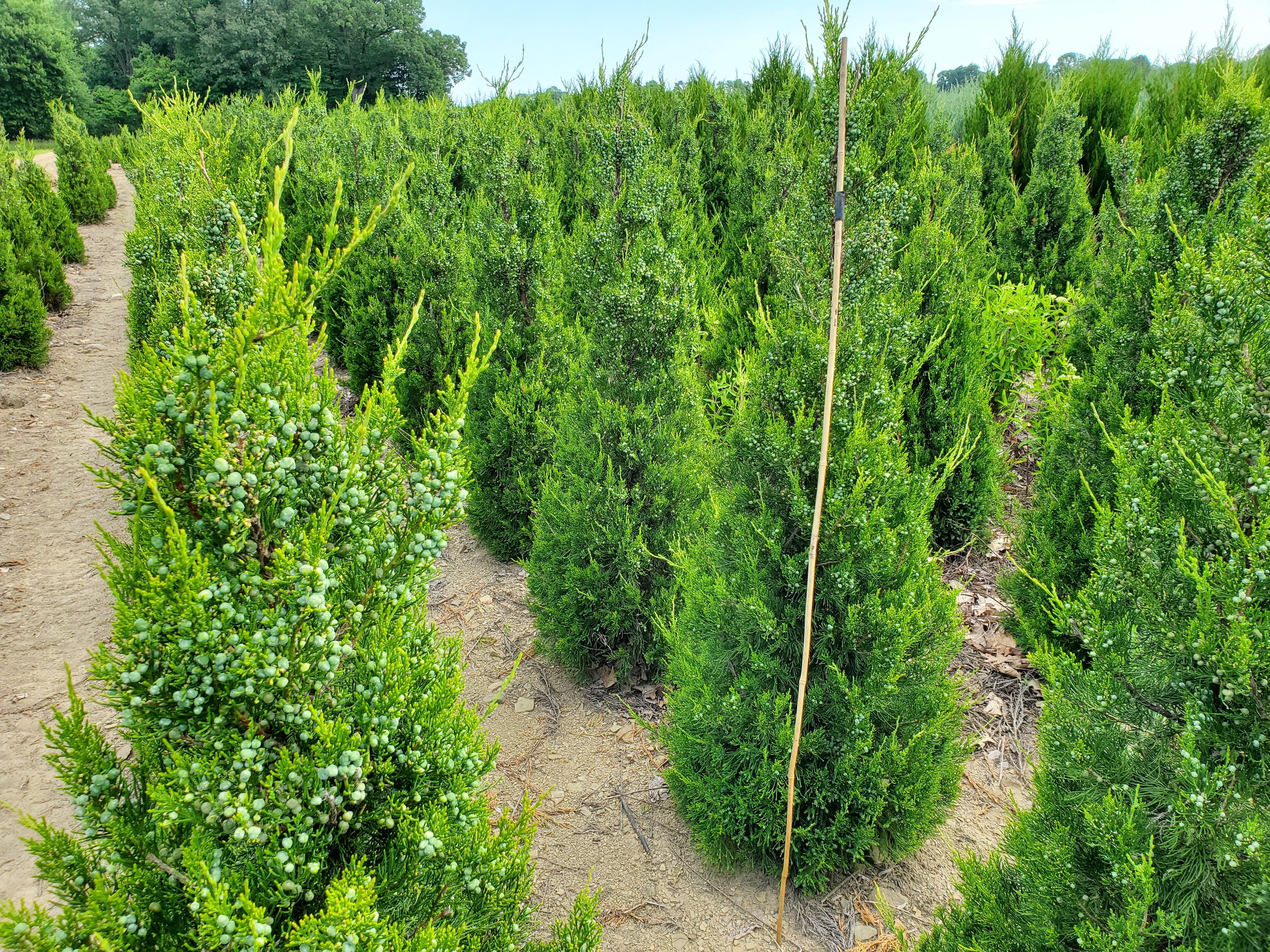 Jun Hetz Columnaris 5ft wStick 2 6 15 20