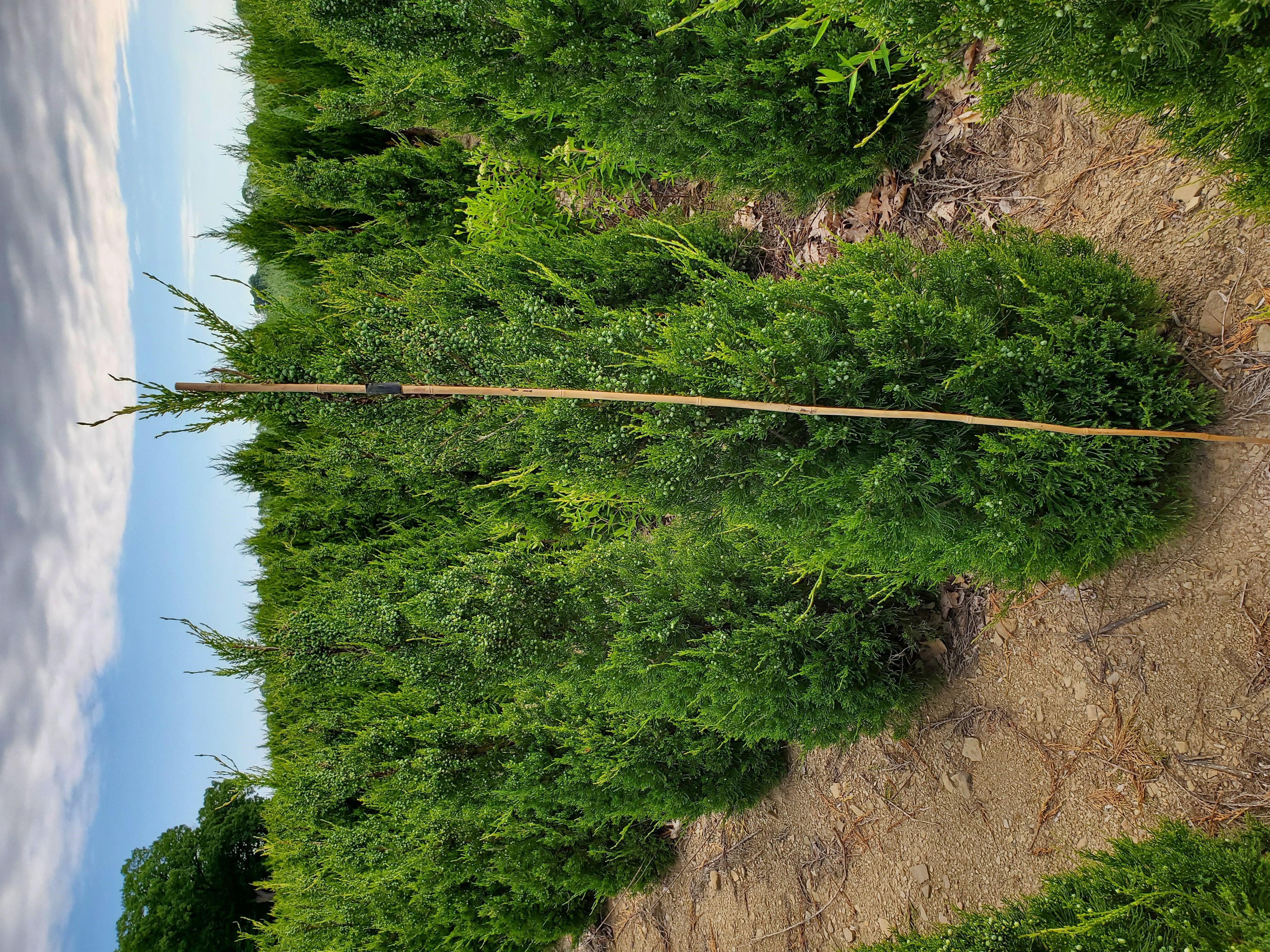 Jun Hetz Columnaris 5ft wStick 6 15 20