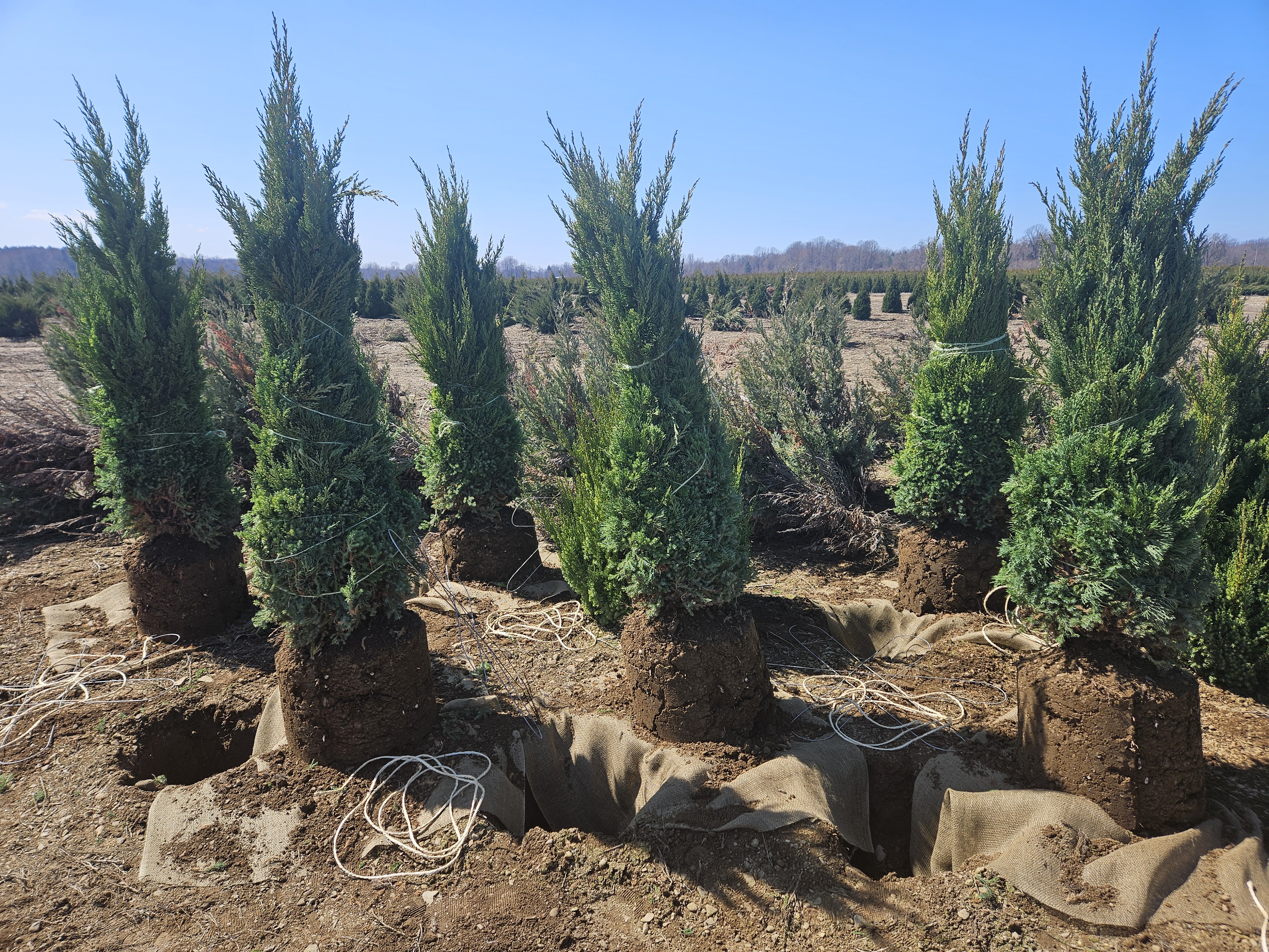 Juniper Blue Point 4ft and 5ft 2 3 28 24