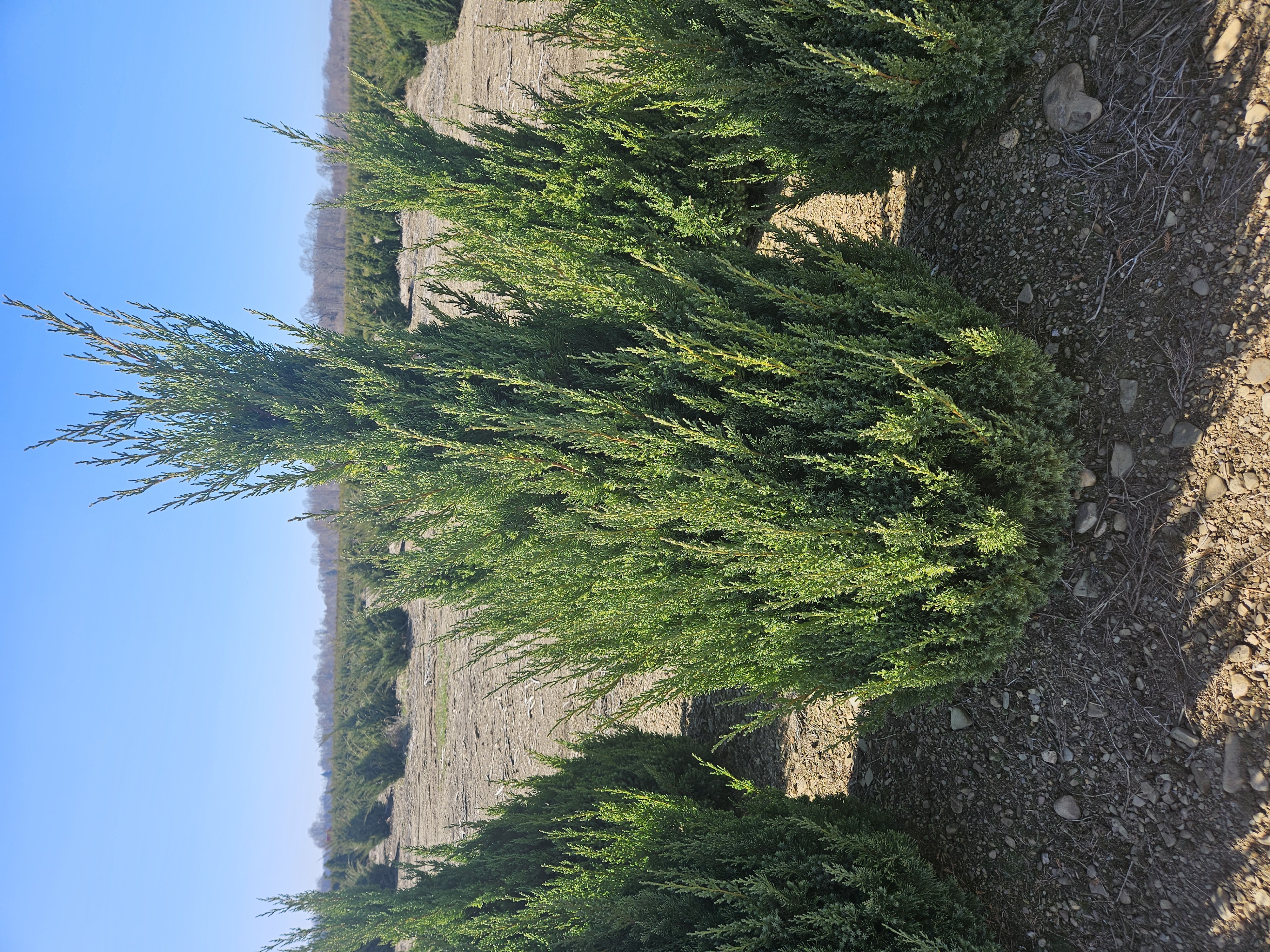 Juniper Blue Point 4ft and 5ft 4 3 28 24