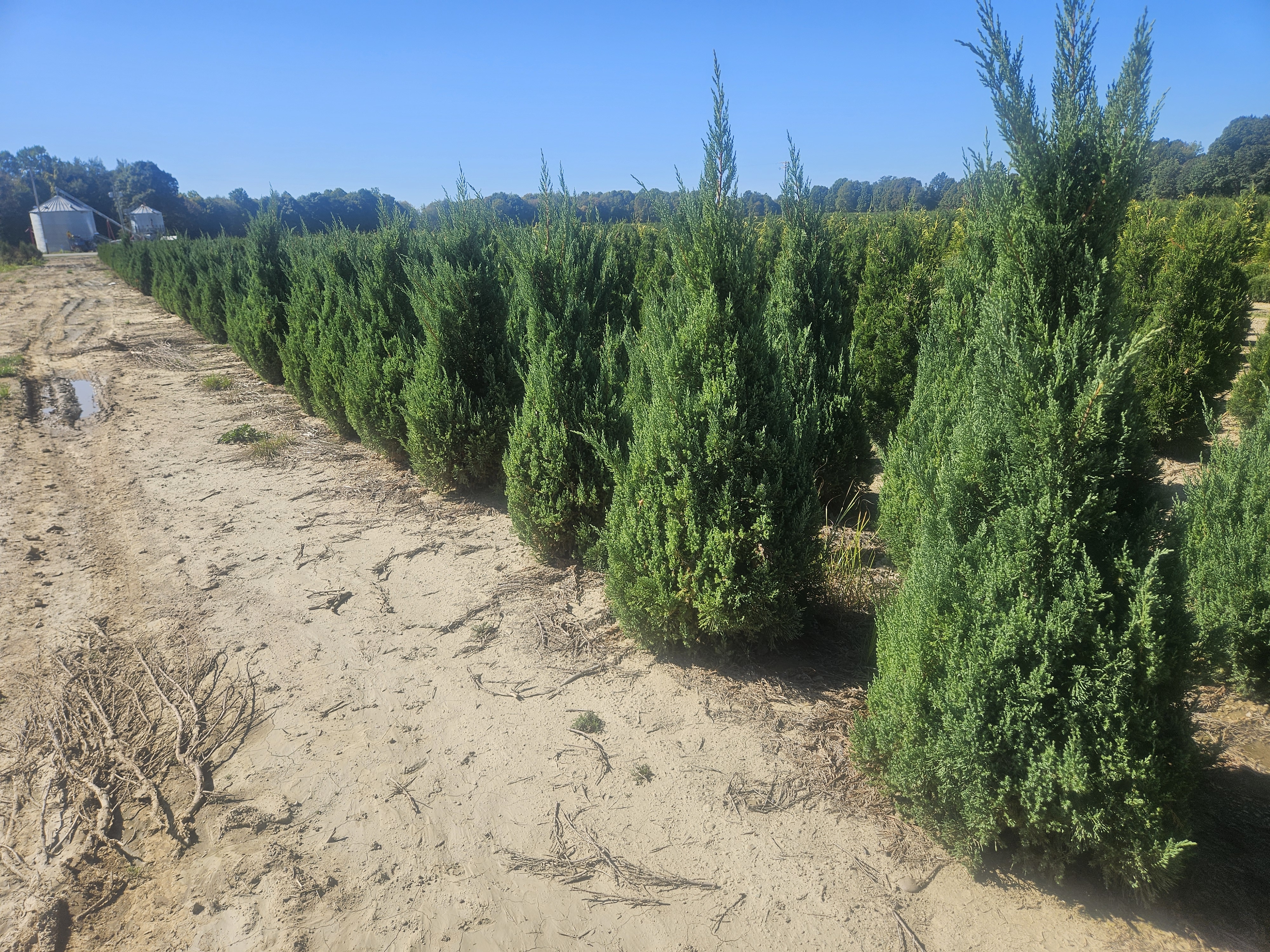 Juniper Blue Point 4ft and 5ft Block 9 29 25