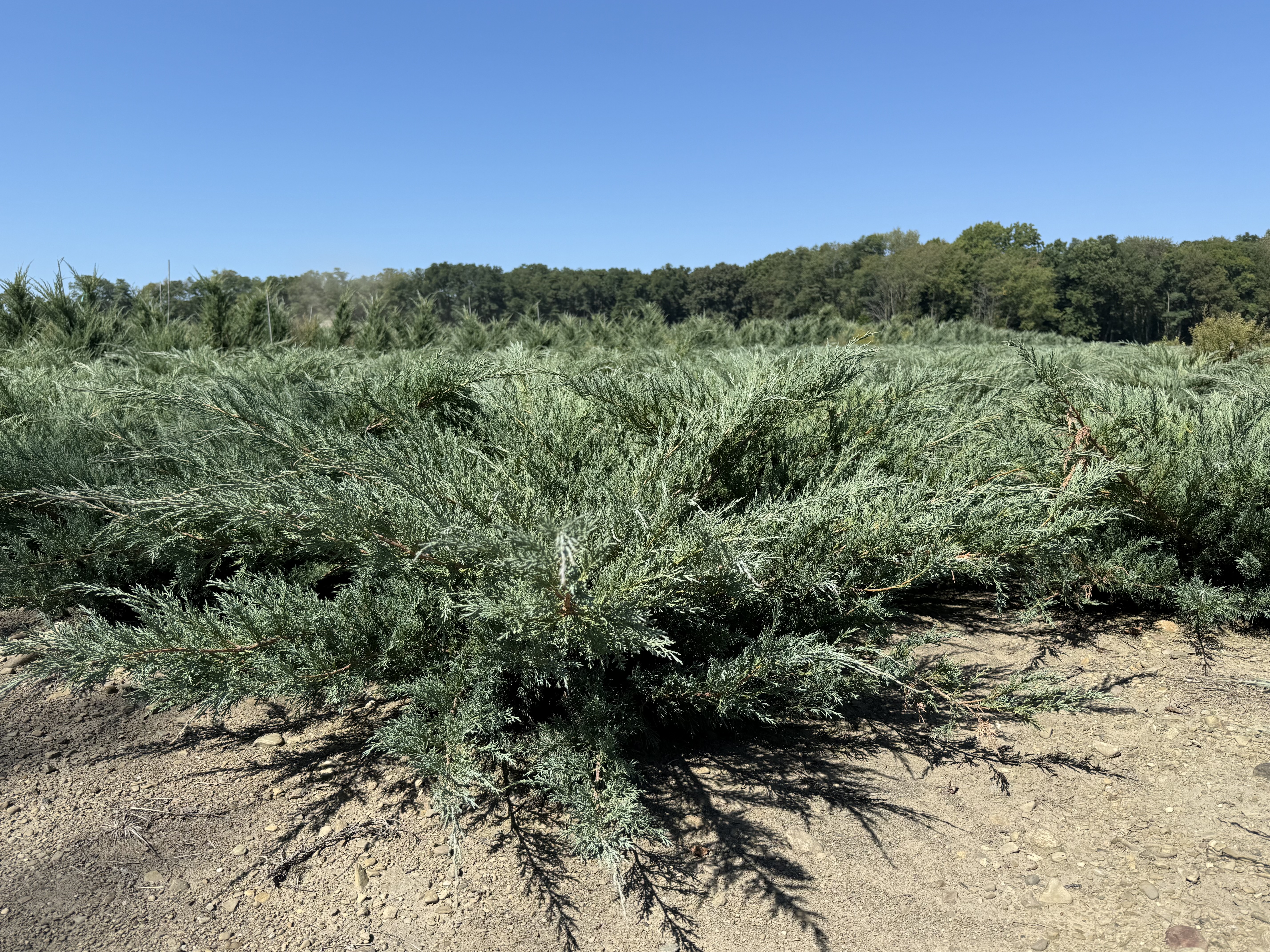 Juniper Glauca Hetzi 2.5ft 9 11 25