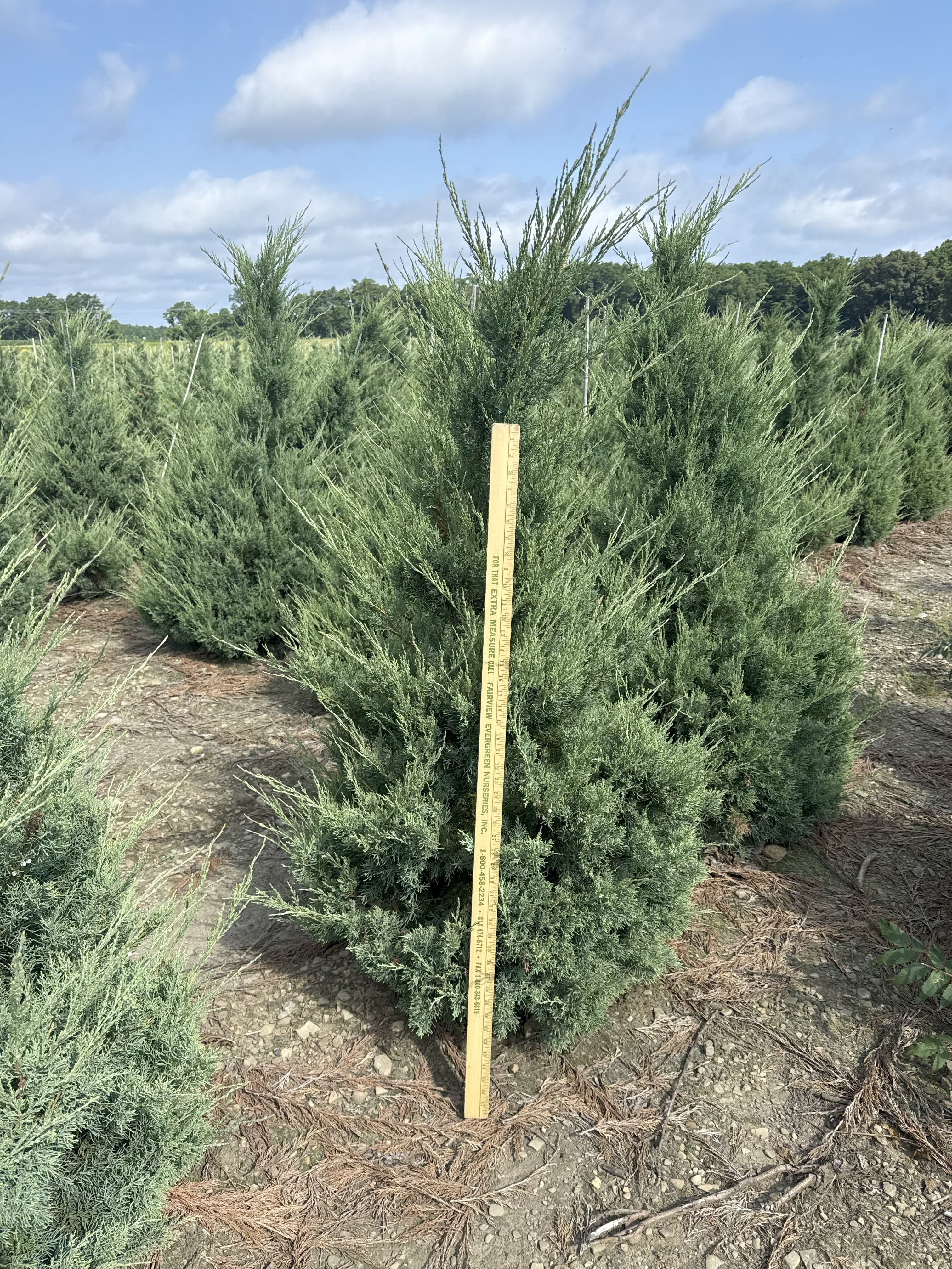 Juniper Glauca Hetzi Staked 4ft 7 8 25 v2